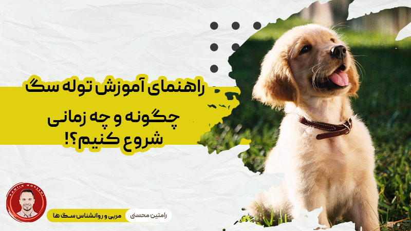 راهنمای آموزش توله سگ : چگونه و چه زمانی شروع کنیم 1 راهنمای آموزش توله سگ : چگونه و چه زمانی شروع کنیم