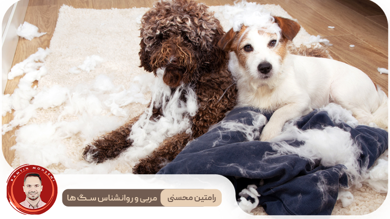 نکات تخصصی برای مدیریت اضطراب سگ‌ها