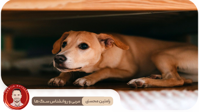 مدیریت اضطراب سگ‌ها