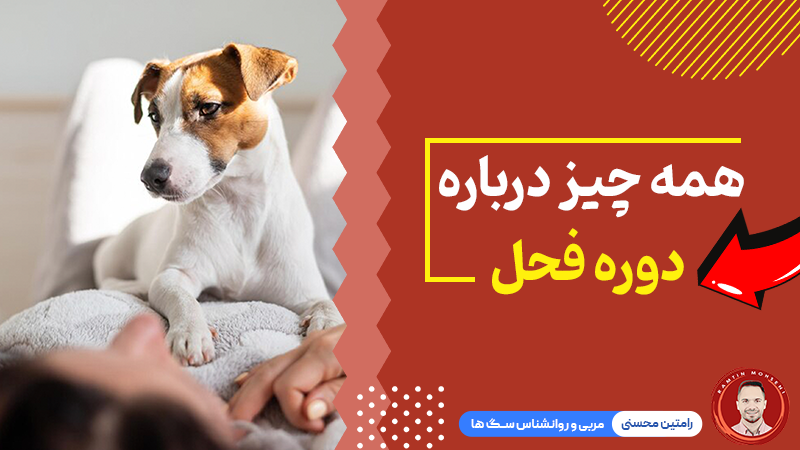 همه چیز درباره دوره فحل 1 همه چیز درباره دوره فحل