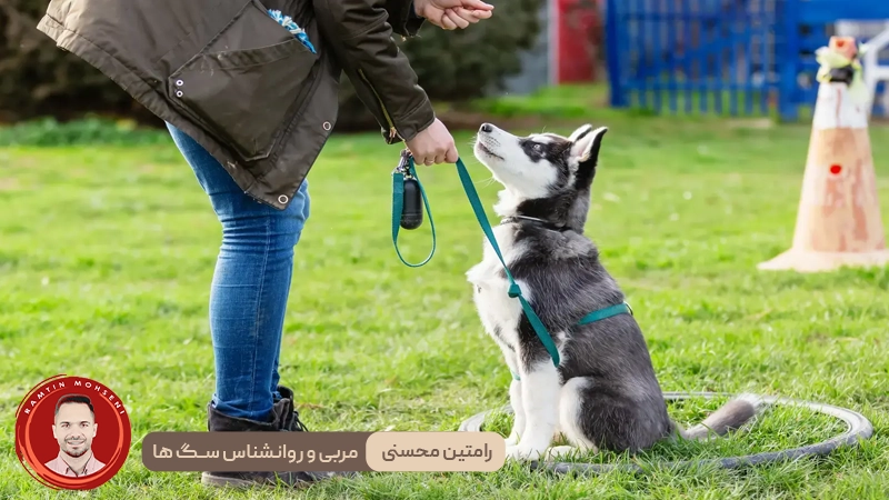 ۴ نکته کلیدی برای آموزش اطاعت پذیری به سگ‌ ها