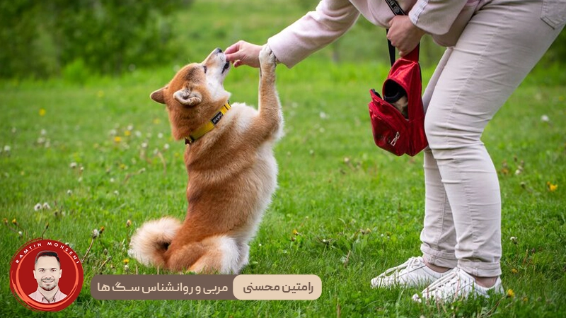 ۴ نکته کلیدی برای آموزش اطاعت پذیری به سگ‌ ها