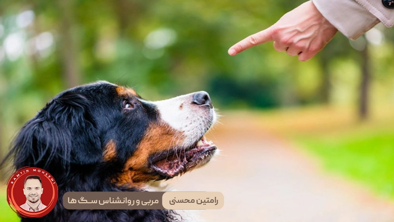 ۴ نکته کلیدی برای آموزش اطاعت پذیری به سگ‌ ها