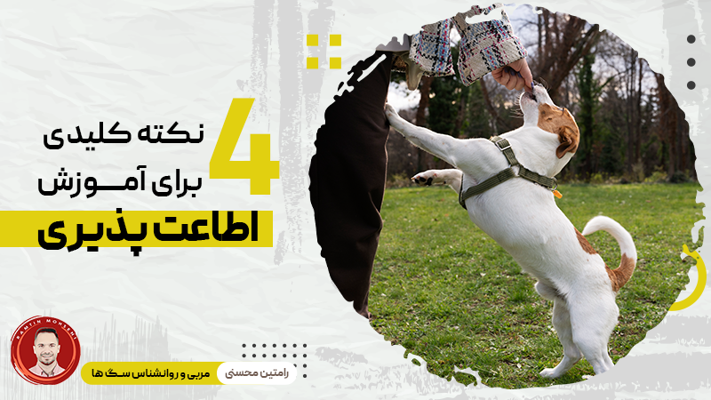 ۴ نکته کلیدی برای آموزش اطاعت پذیری به سگ‌ ها