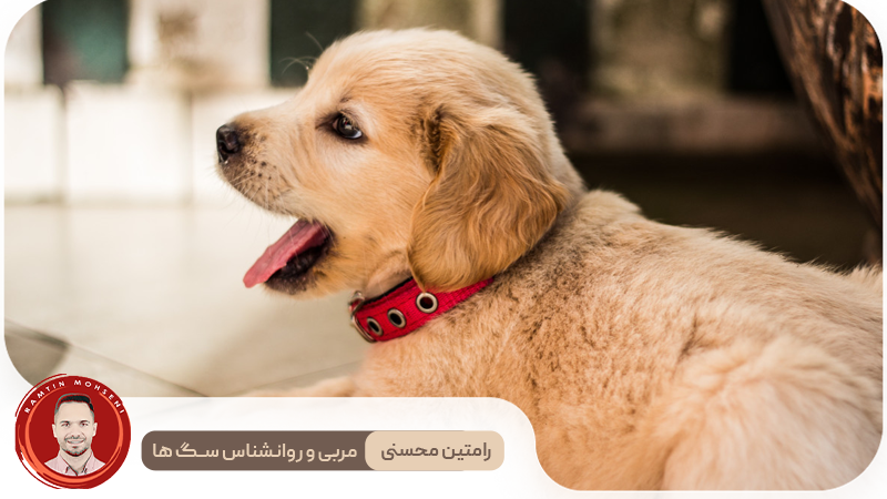 راهنمای آموزش توله سگ : چگونه و چه زمانی شروع کنیم 3 راهنمای آموزش توله سگ : چگونه و چه زمانی شروع کنیم