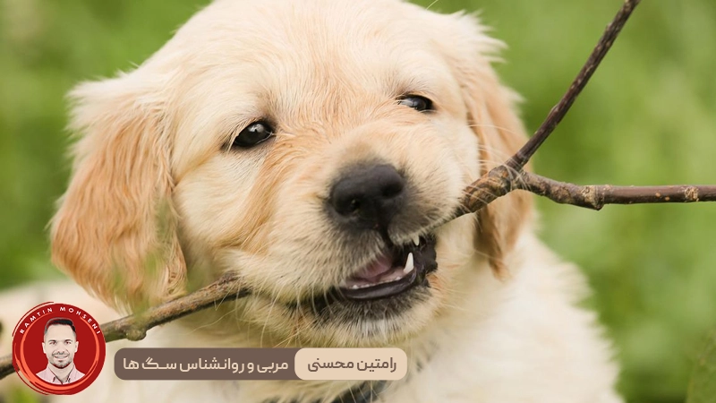 راهنمای آموزش توله سگ : چگونه و چه زمانی شروع کنیم 2 راهنمای آموزش توله سگ : چگونه و چه زمانی شروع کنیم