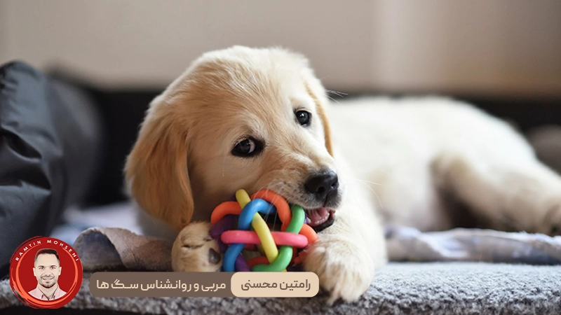 راهنمای آموزش توله سگ : چگونه و چه زمانی شروع کنیم 4 راهنمای آموزش توله سگ : چگونه و چه زمانی شروع کنیم