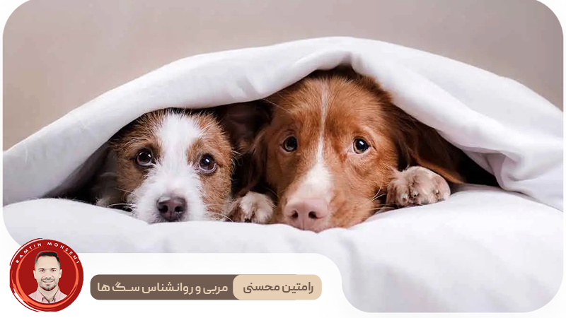 اضطراب سگ در اثر رعد و برق: چگونه به او کمک کنیم 3 اضطراب سگ در اثر رعد و برق: چگونه به او کمک کنیم