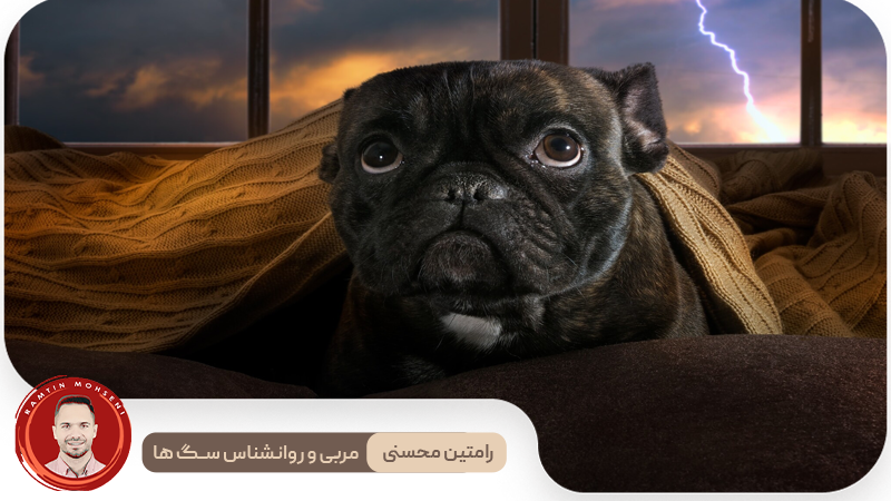اضطراب سگ در اثر رعد و برق: چگونه به او کمک کنیم 2 اضطراب سگ در اثر رعد و برق: چگونه به او کمک کنیم