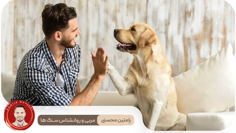 سگ خود را بهتر بشناسید : راه‌هایی برای پیوند محکم‌تر