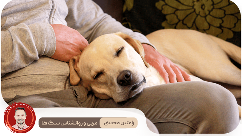 سگ خود را بهتر بشناسید : راه‌هایی برای پیوند محکم‌تر