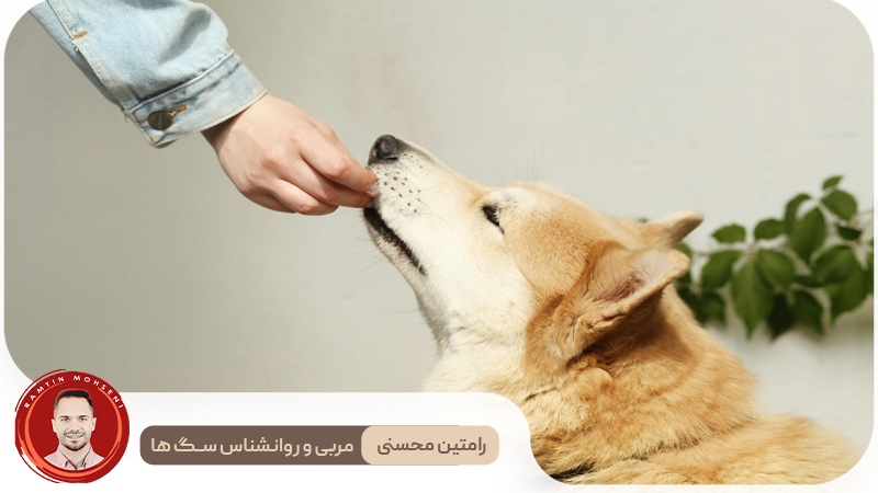 سگ خود را بهتر بشناسید : راه‌هایی برای پیوند محکم‌تر