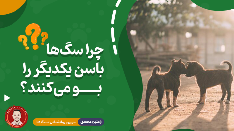 چرا سگ‌ها باسن یکدیگر را بو می‌کنند؟