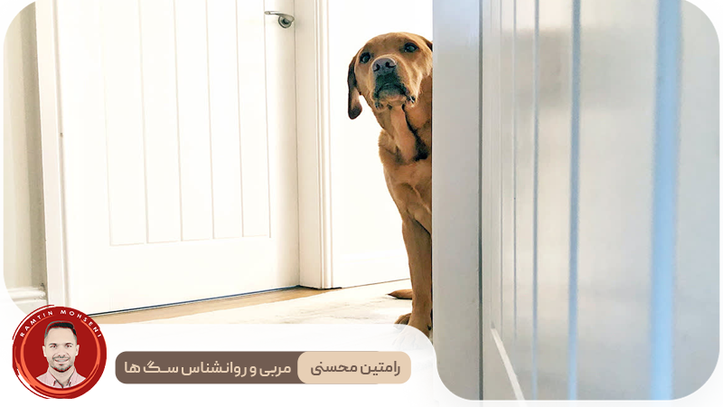 خجالت در سگ‌ ها