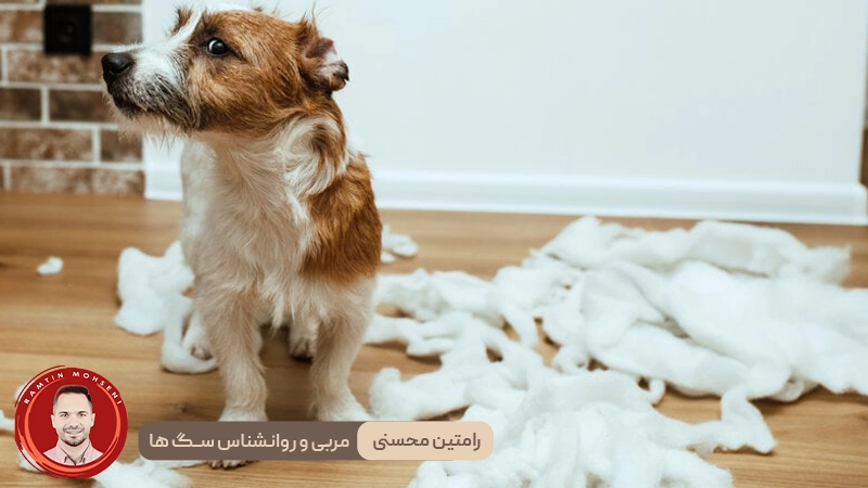 خجالت در سگ‌ ها