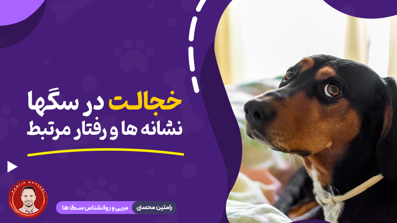 خجالت در سگ‌ ها