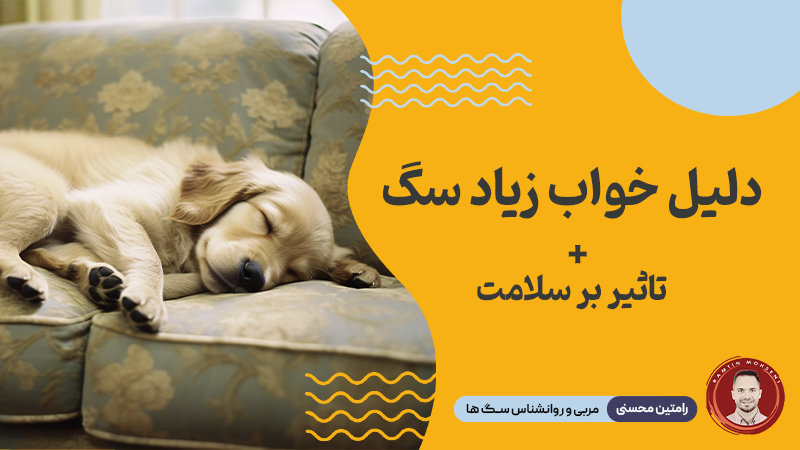 دلایل خواب زیاد سگ‌