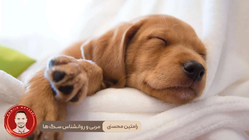 دلایل خواب زیاد سگ‌
