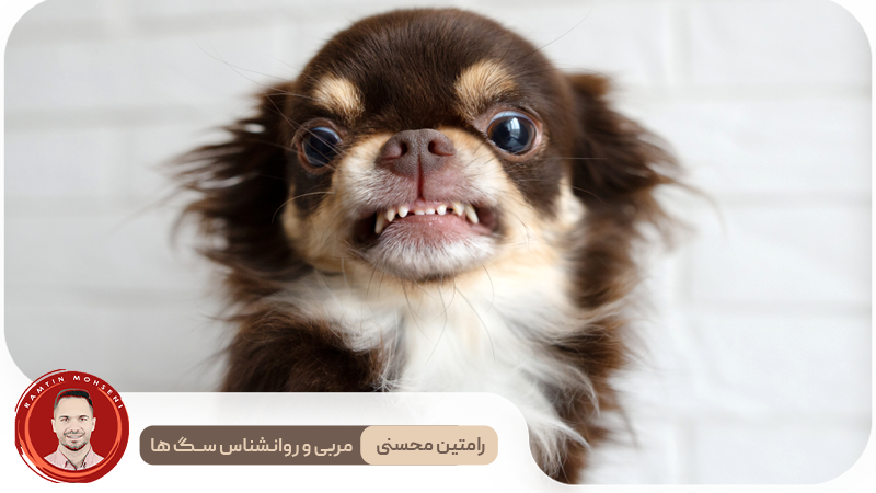 دندان قروچه در سگ‌ ها : علل و درمان