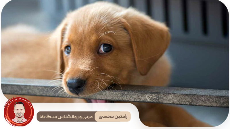 دندان قروچه در سگ‌ ها : علل و درمان