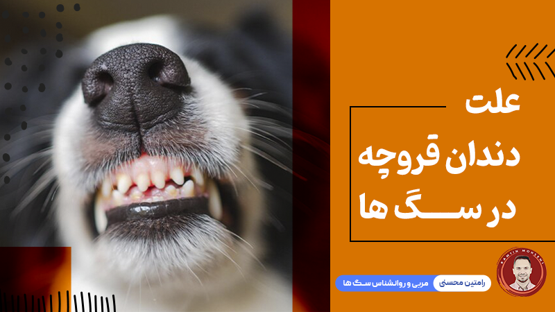 دندان قروچه در سگ‌ ها : علل و درمان