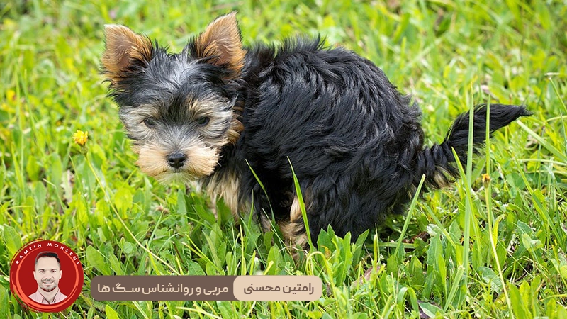 دلایل روانشناختی نگاه سگ ها به شما در زمان مدفوع کردن 2 دلایل روانشناختی نگاه سگ ها به شما در زمان مدفوع کردن