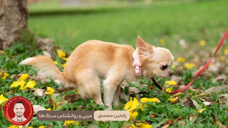 دلایل روانشناختی نگاه سگ ها به شما در زمان مدفوع کردن 4 دلایل روانشناختی نگاه سگ ها به شما در زمان مدفوع کردن