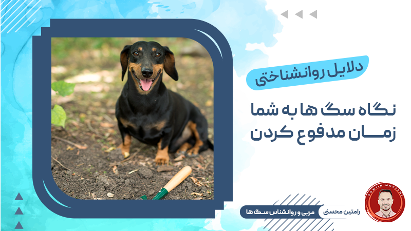 دلایل روانشناختی نگاه سگ ها به شما در زمان مدفوع کردن 1 دلایل روانشناختی نگاه سگ ها به شما در زمان مدفوع کردن