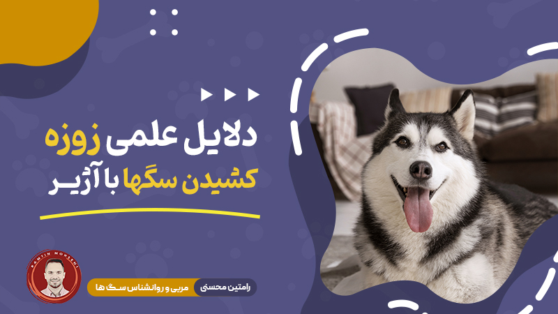 دلایل علمی زوزه کشیدن سگ‌ها در برابر صدای آژیر