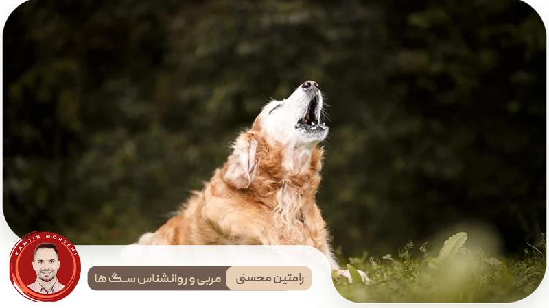 دلایل علمی زوزه کشیدن سگ‌ها در برابر صدای آژیر