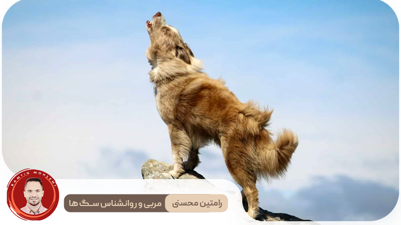 دلایل علمی زوزه کشیدن سگ‌ها در برابر صدای آژیر