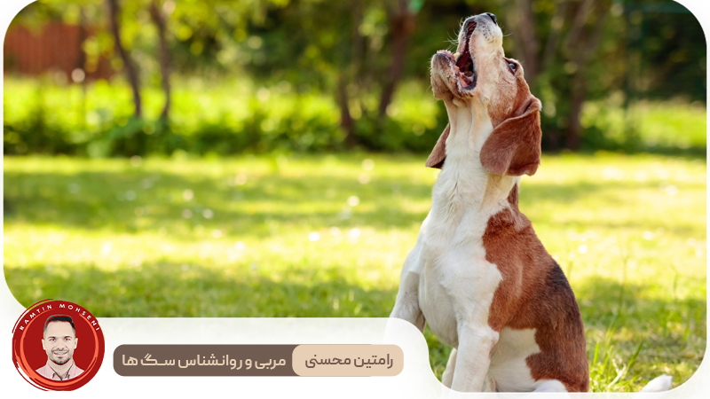 دلایل علمی زوزه کشیدن سگ‌ها در برابر صدای آژیر