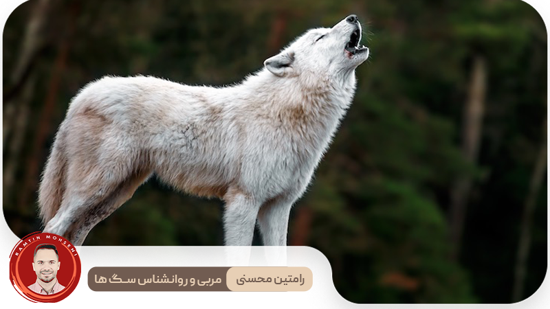 دلایل علمی زوزه کشیدن سگ‌ها در برابر صدای آژیر