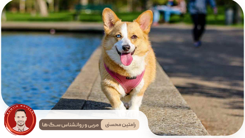 آیا سگ‌ ها می‌توانند بخندند؟