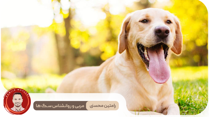 آیا سگ‌ ها می‌توانند بخندند؟