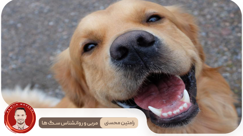 آیا سگ‌ ها می‌توانند بخندند؟