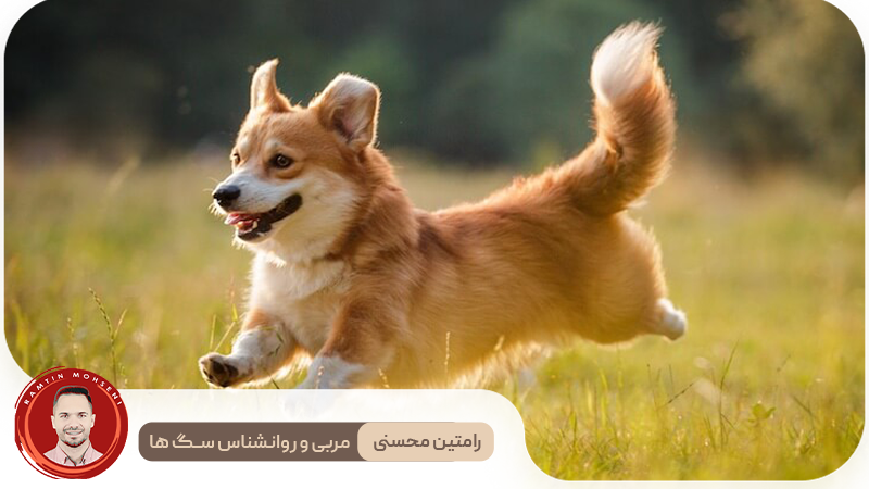 آیا سگ‌ ها می‌توانند بخندند؟