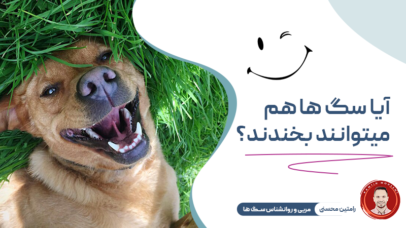 آیا سگ‌ ها می‌توانند بخندند؟