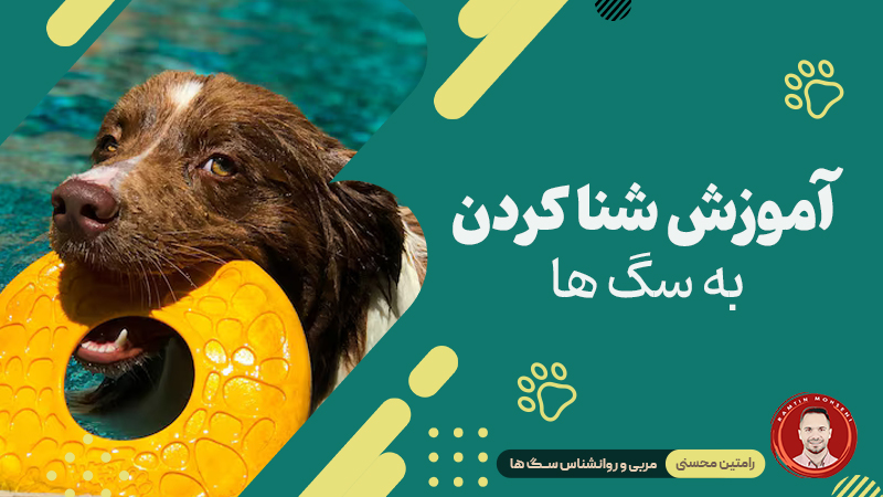 چگونه به سگ خود شنا یاد بدهیم