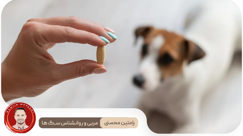 نقش محیط در ایجاد آرامش برای سگ‌