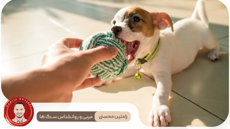 نقش محیط در ایجاد آرامش برای سگ‌