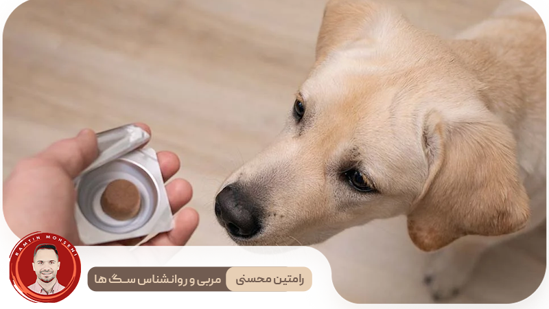 نقش محیط در ایجاد آرامش برای سگ‌