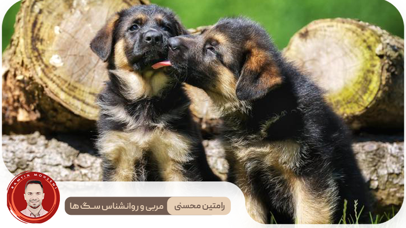 همه چیز درباره دوره فحل 3 همه چیز درباره دوره فحل