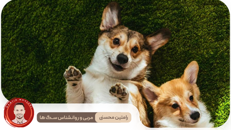 همه چیز درباره دوره فحل 2 همه چیز درباره دوره فحل