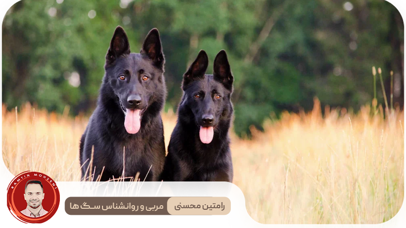 همه چیز درباره دوره فحل 4 همه چیز درباره دوره فحل