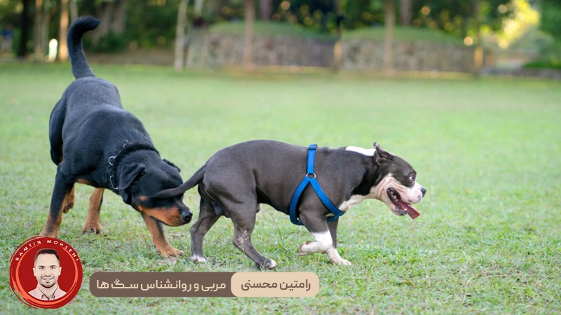 چرا سگ‌ها باسن یکدیگر را بو می‌کنند؟