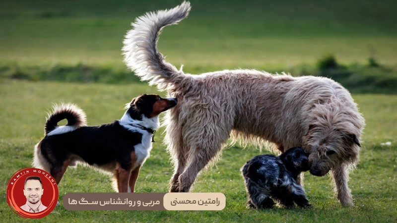 چرا سگ‌ها باسن یکدیگر را بو می‌کنند؟