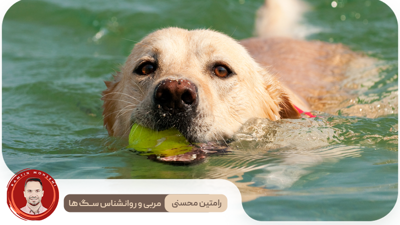 چگونه به سگ خود شنا یاد بدهیم