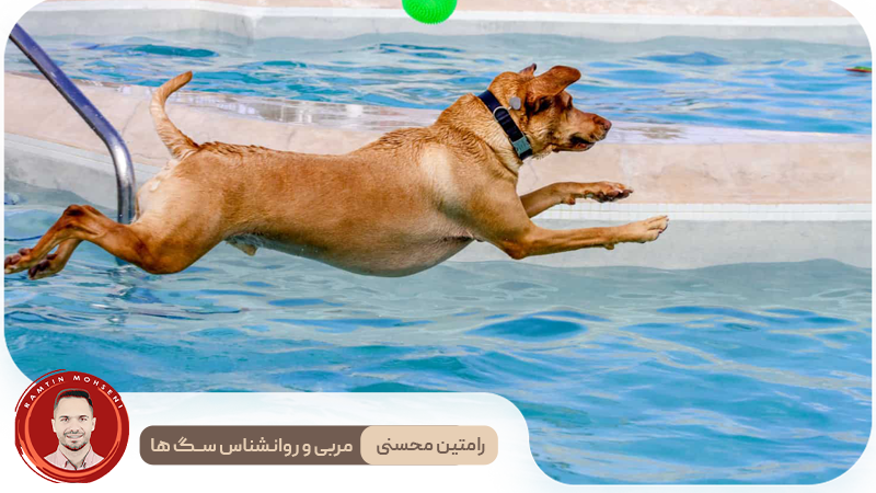 چگونه به سگ خود شنا یاد بدهیم