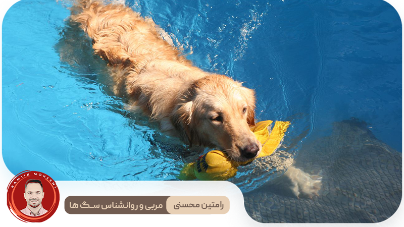 چگونه به سگ خود شنا یاد بدهیم